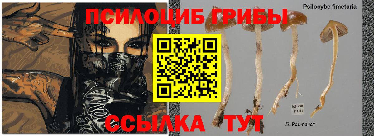 Галлюциногенные грибы мицелий Берёзовский